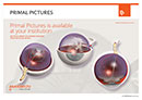 Primal Pictures in your institution, Eyes Poster